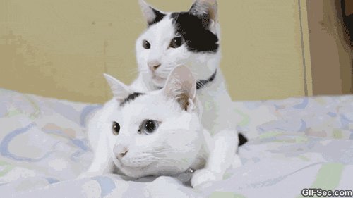 1663243701124-0dfd4728-af32-4012-ab77-ed3198a0c2c5.gif